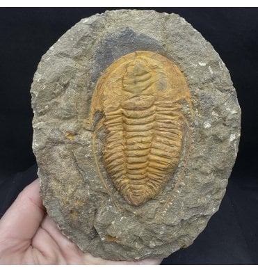 Spiny Middle Cambrian Trilobite from Morocco (SKU T1394):- Hamatolenus (Hamatolenus) vincenti