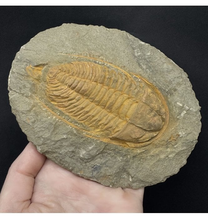 Spiny Middle Cambrian Trilobite from Morocco (SKU T1587):- Hamatolenus (Hamatolenus) vincenti