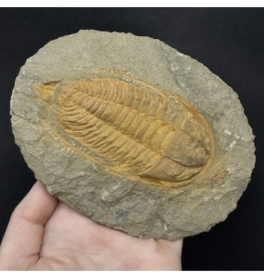 Spiny Middle Cambrian Trilobite from Morocco (SKU T1587):- Hamatolenus (Hamatolenus) vincenti