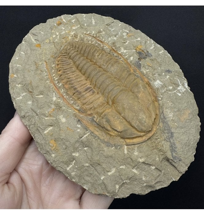 Spiny Middle Cambrian Trilobite from Morocco (SKU T1588):- Hamatolenus (Hamatolenus) vincenti