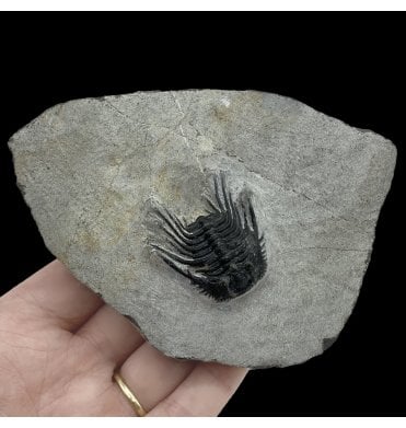 Spiny Middle Devonian Trilobite from Morocco (SKU T1026):- Kettneraspis (Leonaspis) williamsi