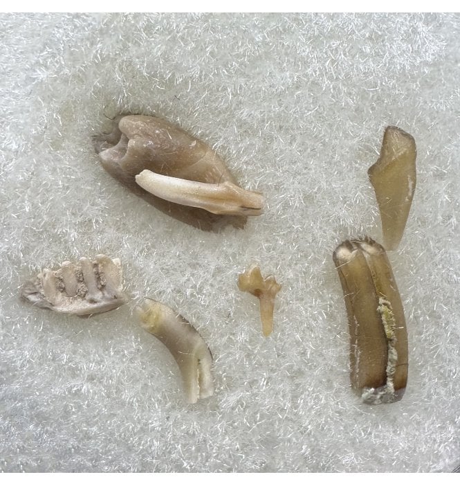 Squirrel Like Mammal Jaw and Teeth from South Dakota, USA (SKU V8578):- Ischyromys typus