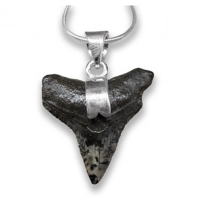 Sterling Silver Shark Tooth Pendant Necklace (SKU FOSSJ-123)