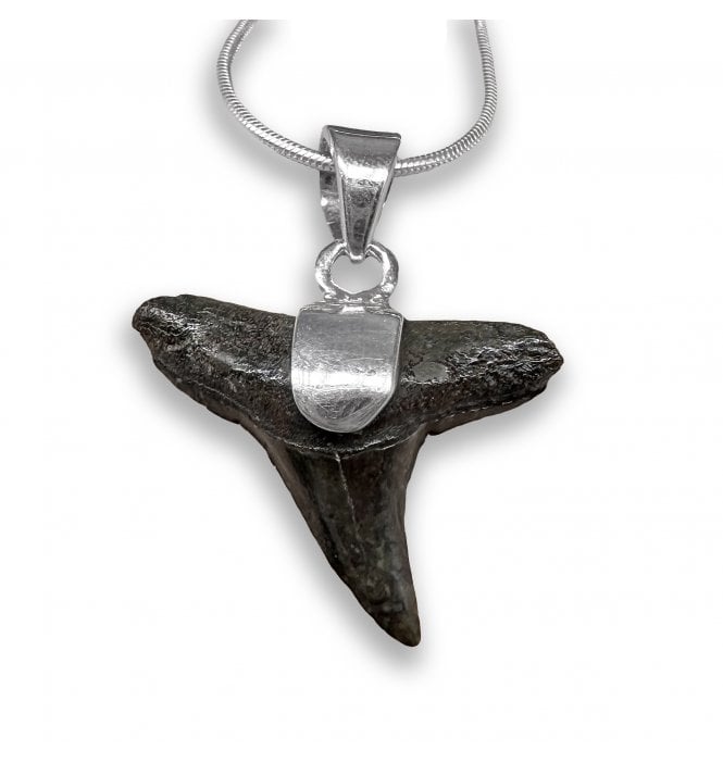 Sterling Silver Shark Tooth Pendant Necklace (SKU FOSSJ-124)
