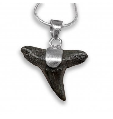 Sterling Silver Shark Tooth Pendant Necklace (SKU FOSSJ-124)