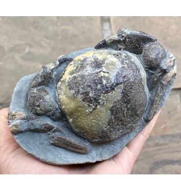 Stunning Miocene Fossil Crab from New Zealand (SKU OF1026):- Tumidocarcinus gigateus