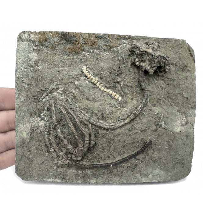 Stunning USA Carboniferous Crinoid Cluster from Crawfordsville, Indiana, USA (SKU OF2836):- Cyanthocrinus iowensis and Macrocrinus mundulus