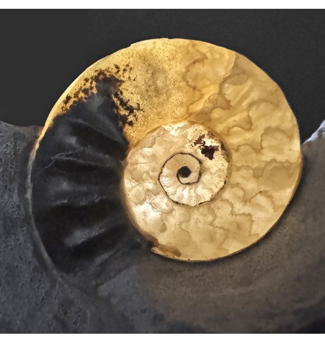 Sunset Over Dorset Back Lit - British Lower Jurassic, Lower Lias Calcite Ammonite from Charmouth, Dorset, England (SKU A3954):- Asteroceras obtusum