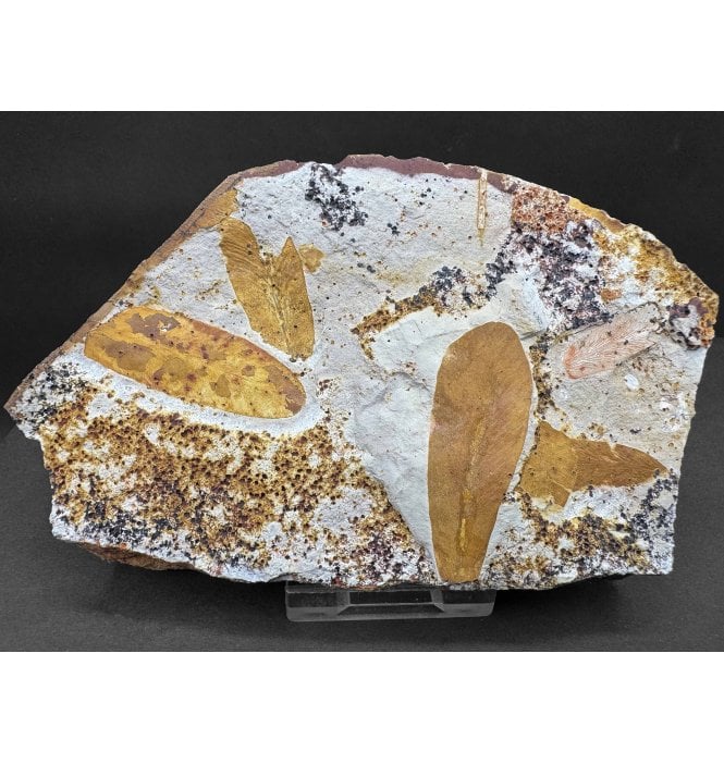 The Plant that Proved Continental Drift Permian Plant Leaves from New South Wales, Australia (SKU OF3816):- Glossopteris browniana