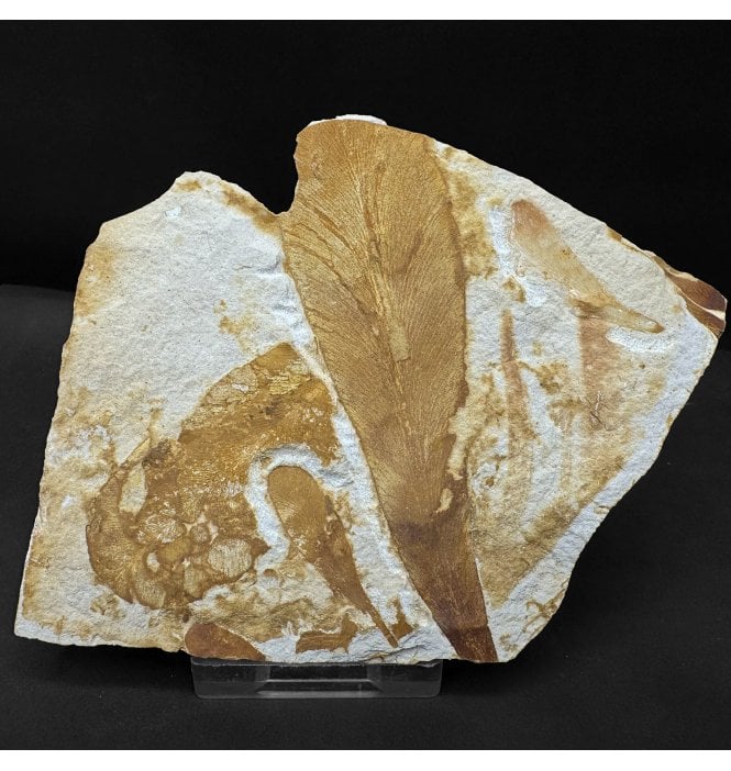 The Plant that Proved Continental Drift Permian Plant Leaves from New South Wales, Australia (SKU OF4281):- Glossopteris browniana