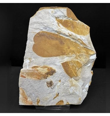 The Plant that Proved Continental Drift Permian Plant Leaves from New South Wales, Australia (SKU OF4282):- Glossopteris browniana