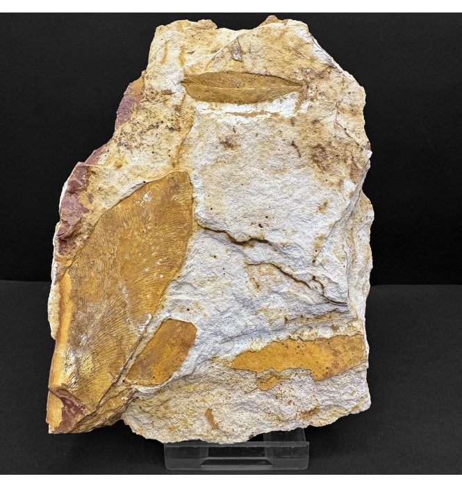 The Plant that Proved Continental Drift Permian Plant Leaves from New South Wales, Australia (SKU OF4309):- Glossopteris browniana