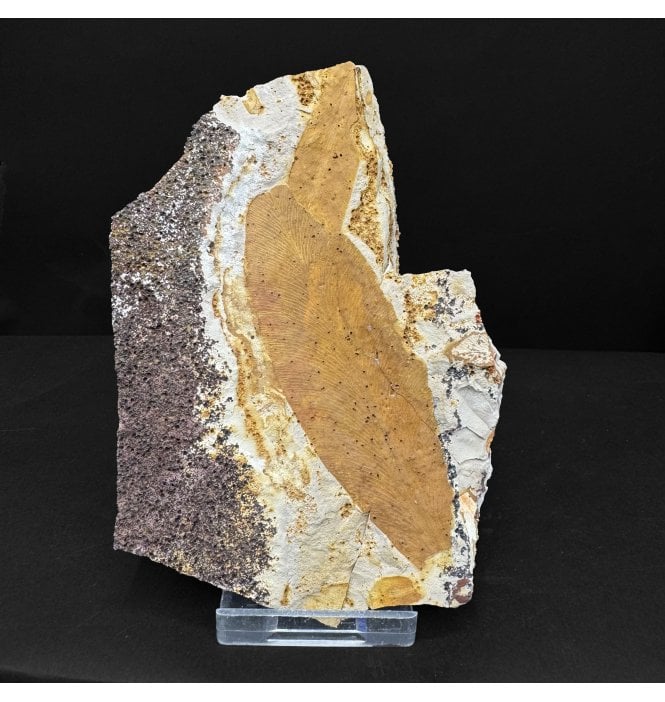 The Plant that Proved Continental Drift Permian Plant Leaves from New South Wales, Australia (SKU OF4729):- Glossopteris browniana