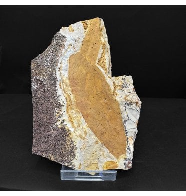 The Plant that Proved Continental Drift Permian Plant Leaves from New South Wales, Australia (SKU OF4729):- Glossopteris browniana