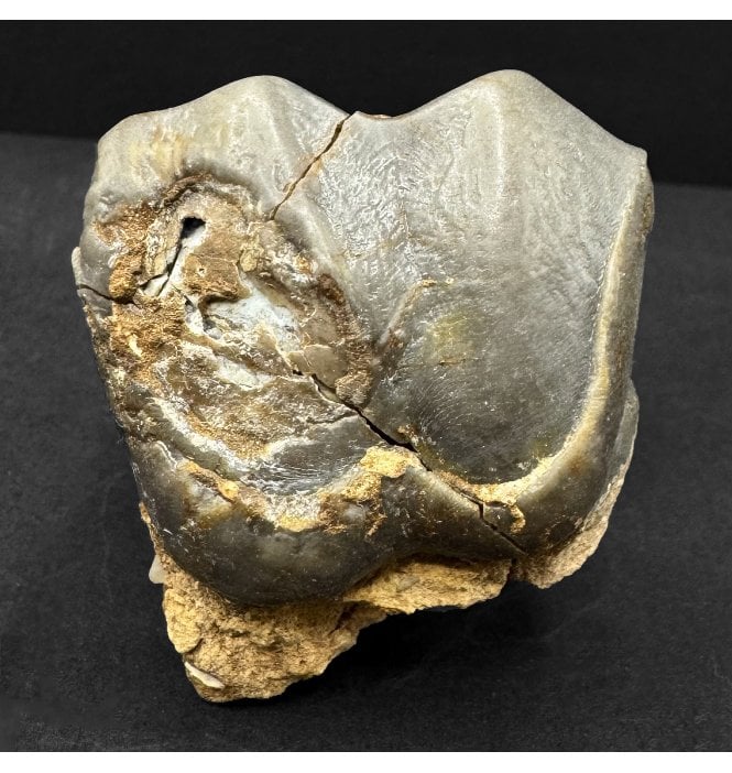 Titanotherium Tooth from the Oligocene Period, South Dakota, USA (SKU V8745):- Titanotherium ingens