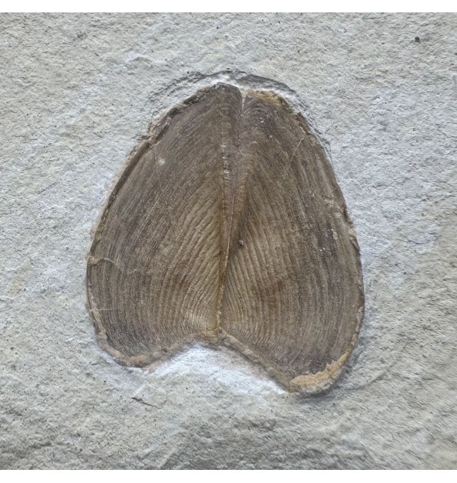 Tithonian, Upper Jurassic Ammonite Mouth Parts (Aptychi) from Solnhofen, Germany (SKU A5013):- Aptychi sp.