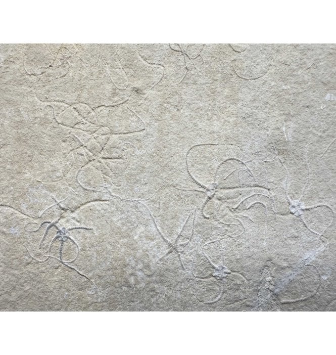 Tithonian, Upper Jurassic Fossil Brittlestar Cluster from Solnhofen, Germany (SKU OF4102):- Sinosura kelheimense