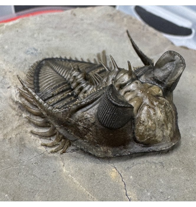 Tower Eyed’ Spiny Middle Devonian Trilobite from Morocco (SKU T1595):- Erbenochile issoumourensis