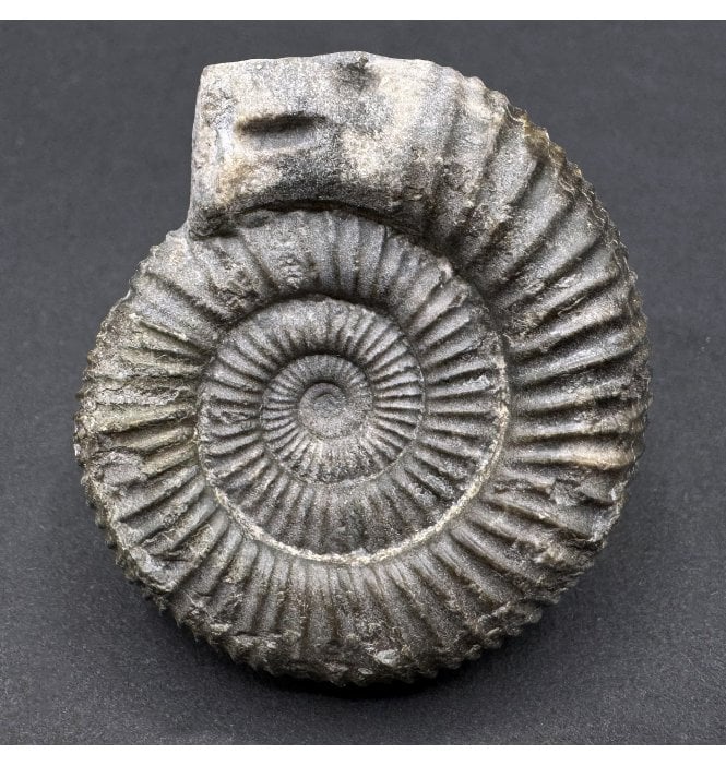 Traditional Whitby Snakestone (SKU A4252):- Dactylioceras commune