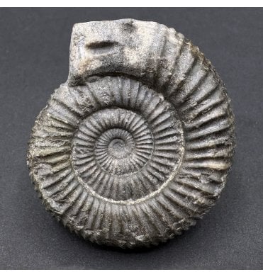 Traditional Whitby Snakestone (SKU A4252):- Dactylioceras commune