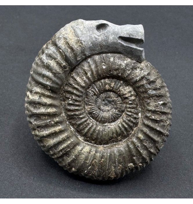 Traditional Whitby Snakestone (SKU A4253):- Dactylioceras commune