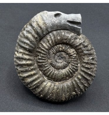 Traditional Whitby Snakestone (SKU A4253):- Dactylioceras commune