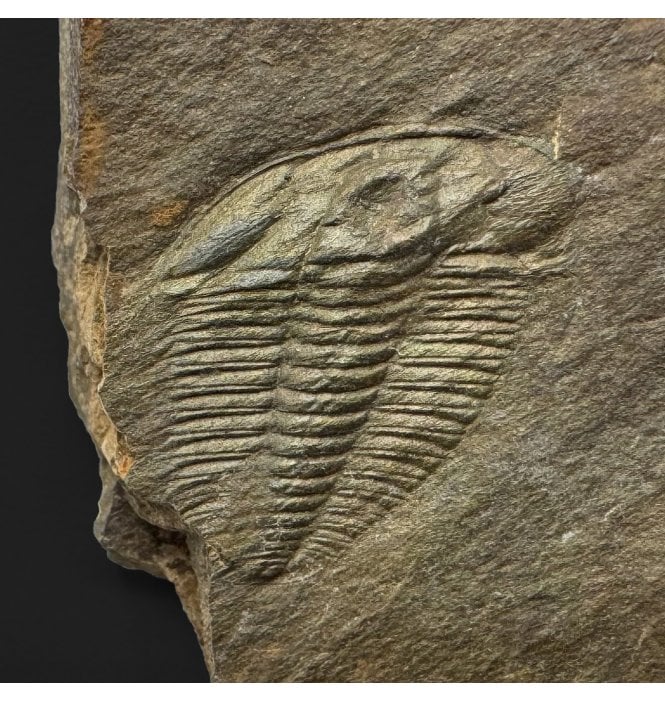 Upper Cambrian Trilobite from North Wales (SKU T1597):- Olenus cataractes