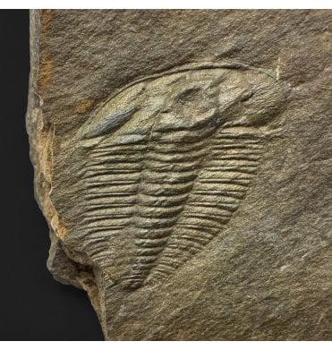 Upper Cambrian Trilobite from North Wales (SKU T1597):- Olenus cataractes