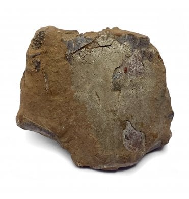 Upper Cretaceous Crab from Texas, USA (SKU OF2135):- Notopocorystes dichrous