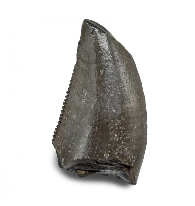 Upper Cretaceous Dinosaur (Coelurosaurid) Tooth from the Hell Creek Formation, Montana, USA (SKU V8952):- Richardoestesia gilmorei