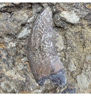 Upper Cretaceous Dinosaur Dinosaur Tyrannosaurus Tooth from Lance Creek Formation, Wyoming (SKU V9256):- Nanotyrannus lancensis