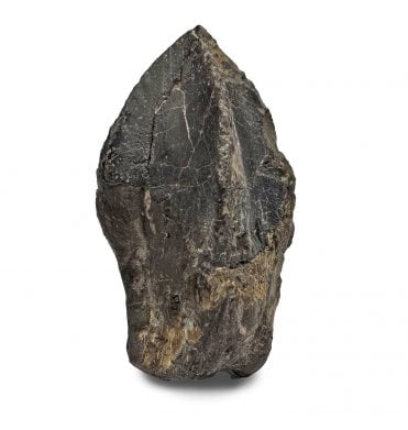 Upper Cretaceous Dinosaur (Triceratops) Tooth from Lance Creek, Wyoming, USA (SKU V8503):- Triceratops horridus