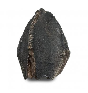 Upper Cretaceous Dinosaur (Triceratops) Tooth from Lance Creek, Wyoming, USA (SKU V8505):- Triceratops horridus