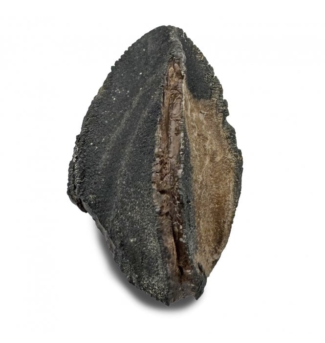 Upper Cretaceous Dinosaur (Triceratops) Tooth from Lance Creek, Wyoming, USA (SKU V8507):- Triceratops horridus