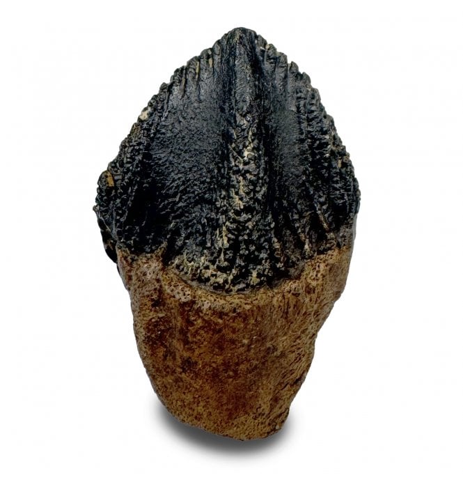 Upper Cretaceous Dinosaur (Triceratops) Tooth from Lance Creek, Wyoming, USA (SKU V9283):- Triceratops horridus