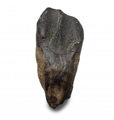 Upper Cretaceous Dinosaur (Triceratops) Tooth from Lance Creek, Wyoming, USA (SKU V9284):- Triceratops horridus