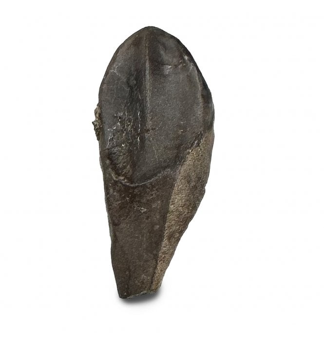 Upper Cretaceous Dinosaur (Triceratops) Tooth from Lance Creek, Wyoming, USA (SKU V9285):- Triceratops horridus
