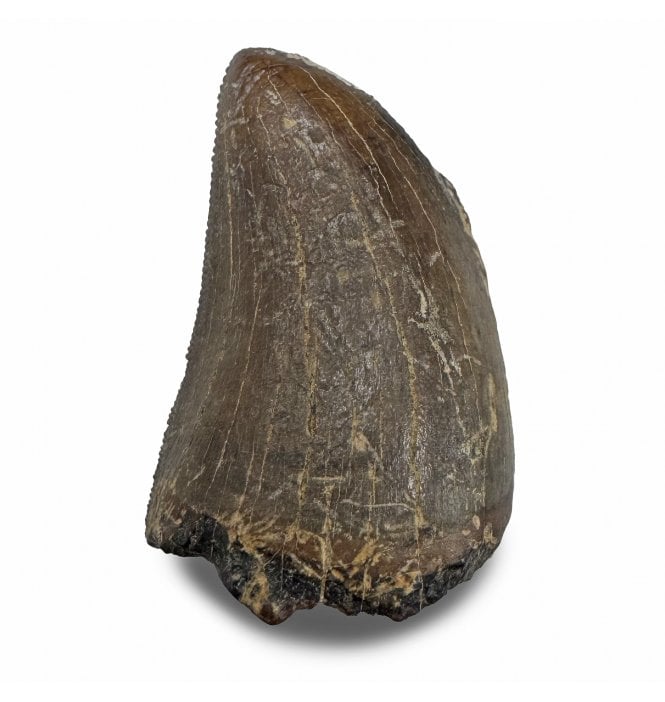Upper Cretaceous Dinosaur Tyrannosaurus Rex Tooth from the Hell Creek Formation, Montana, USA (SKU V9263):- Tyrannosaurus Rex