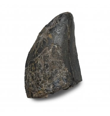 Upper Cretaceous Dinosaur Tyrannosaurus Rex Tooth from the Hell Creek Formation, Montana, USA (SKU V9286):- Tyrannosaurus Rex