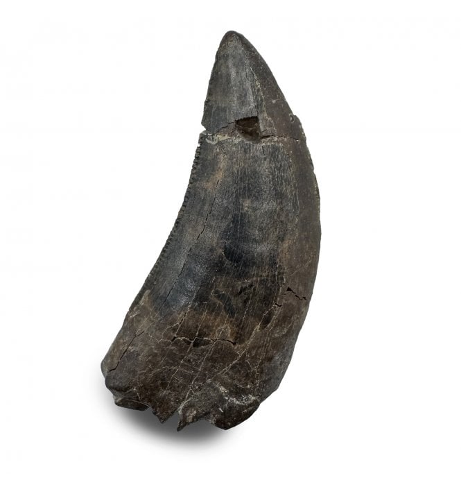 Upper Cretaceous Dinosaur Tyrannosaurus Tooth from Lance Creek Formation, Montana (SKU V8496):- Nanotyrannus lancensis