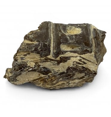 Upper Cretaceous Fish Vertebra from Niobrara Formation, Kansas, USA (SKU V5177)