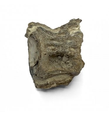 Upper Cretaceous Fish Vertebra from Niobrara Formation, Kansas, USA (SKU V5732)