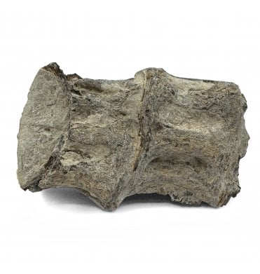 Upper Cretaceous Fish Vertebra from Niobrara Formation, Kansas, USA (SKU V6050)
