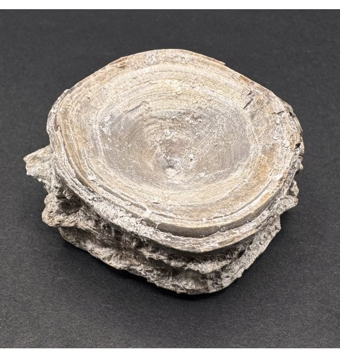 Upper Cretaceous Fish Vertebra from Niobrara Formation, Kansas, USA (SKU V7040)