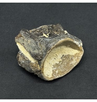 Upper Cretaceous Fish Vertebra from Niobrara Formation, Kansas, USA (SKU V8706)