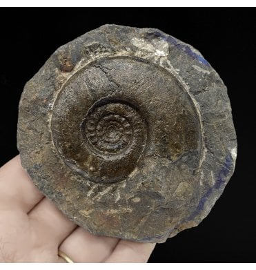 Upper Devonian Goniatite from Morocco, North Africa (SKU A2918):- Platyclymenia sp. Indet.