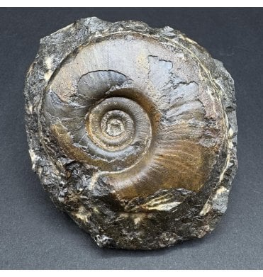 Upper Devonian Goniatite from Morocco, North Africa (SKU OF3511):- Platyclymenia sp. indet