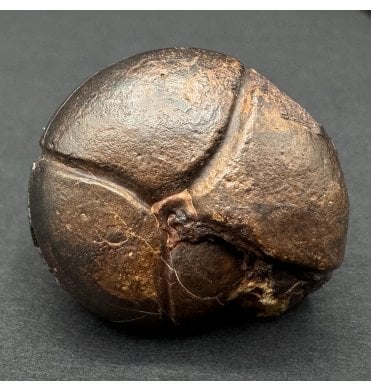 Upper Devonian, Hematite Goniatite from Morocco (SKU OF3915):- Prionoceras frechi