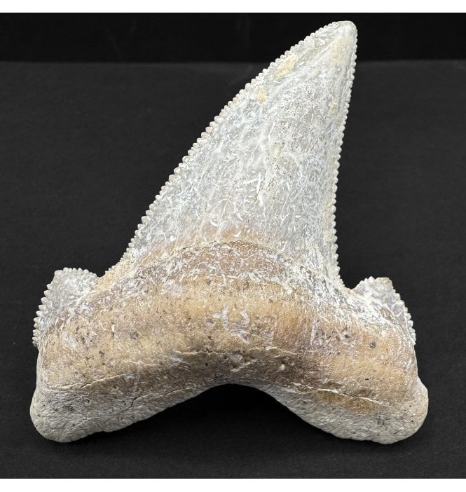 Upper Eocene Fossil Shark Tooth from Morocco, North Africa (SKU V8777):- Otodus (Carcharocles) cf. sokolovi