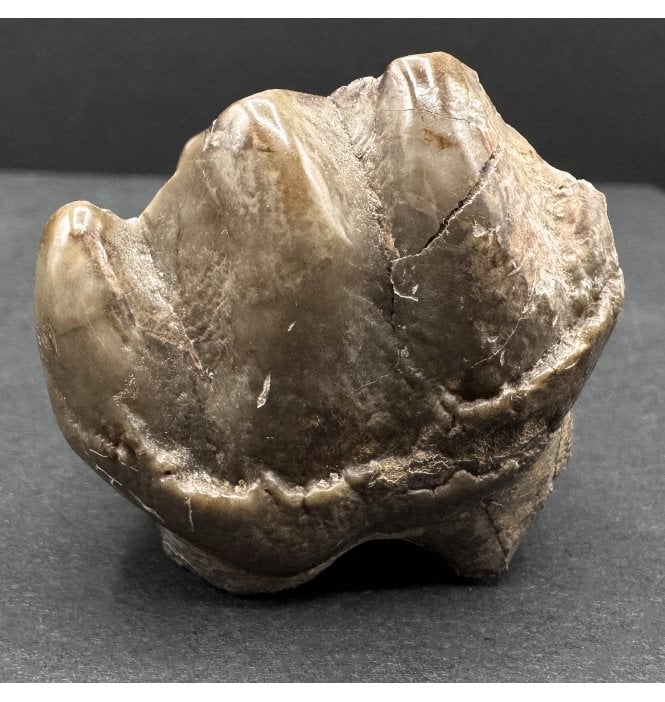 Upper Eocene Mammal Molar Tooth from Robiac, France (SKU V6959):- Lophiodon lautricense